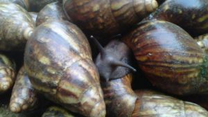 Why You Should Venture Into Snail Processing, Packaging
