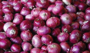Innovation: Technology For Onion Preservation Developed in Yobe