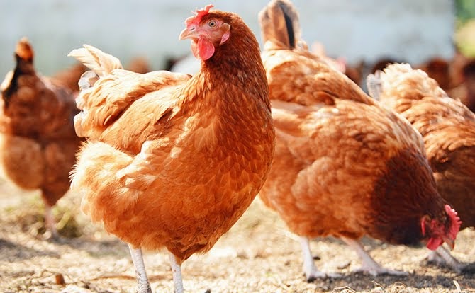 Morocco adopts the first poultry products in the US Morocco adopts the first poultry products in the US