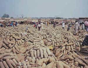 Price of yam up by 40% in Enugu State