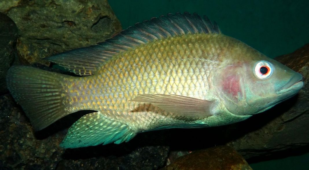 Nigerian fish farmers asked the government to ban imports of tilapia