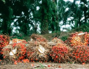 CBN committed N30bn to boost oil-palm production — Emefiele