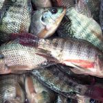 Fish Preservation: FG talks tough on illegal use of dangerous chemicals