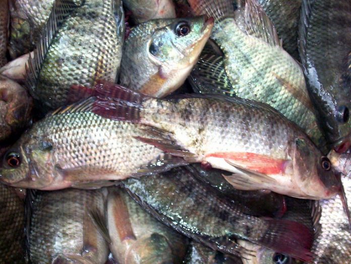Tilapia fish - Nigerian fish farmers