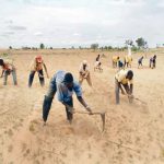 Farmers begin premature harvest as flood ravages Rivers
