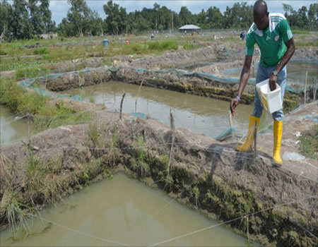 6 important considerations for tarpaulin fish ponds for profitable farming Fish