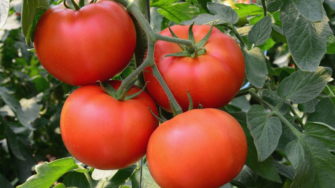 Farmers groan over post-harvest  challenges