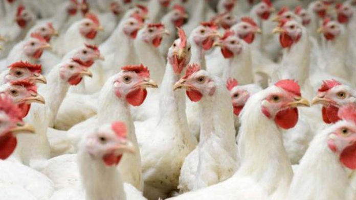 Firm lists ways to successfully  produce broilers 