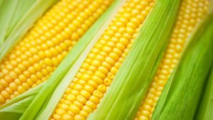 Fear of maize shortage grips Jigawa