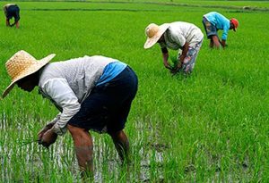 How Lagos And Ondo States Drive Agric-Business Development