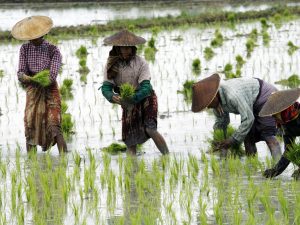 30000 Rice farmers to benefit from dry season farming in Bauchi
