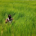 Why Nigeria needs 109 rice mills - Agricullturist
