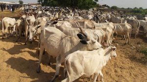 Stakeholders laud CBN over forex ban on milk import