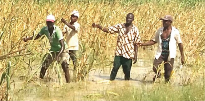 140,000 farmers affected by flood in Jigawa 140,000 farmers affected by flood in Jigawa