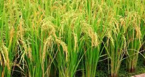 Jigawa State Embrace Asian Rice investors 