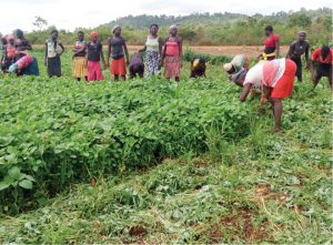 Kano’s $95m agro project begins December