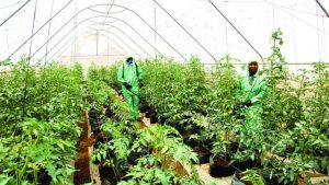 Boosting entrepreneurship through green opportunities
