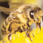 BOA’s N7.5m intervention to help boost bee farming