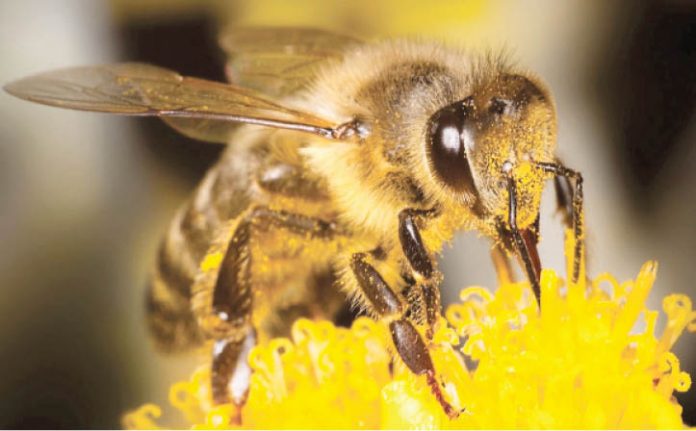 Bee venom can kill virus, heals wounds faster – Don 