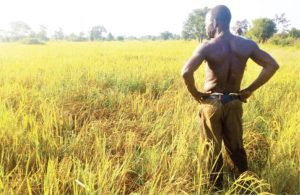 Why Nigeria has restricted food imports