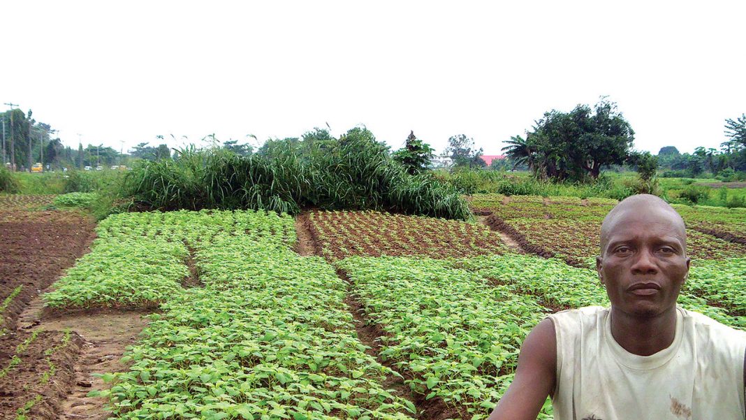 Economic lessons from vegetable farmers of the LASU gate