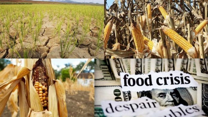 Flood: Nigeria's Agric minister warns of food shortage unless.....