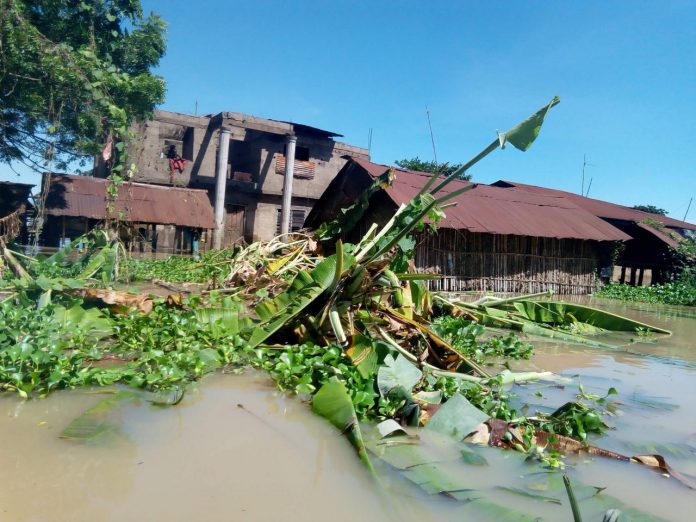 Flood destroys 280 hectares of rice farms in Edo – RIFAN Chairman Flood destroys 280 hectares of rice farms in Edo – RIFAN Chairman