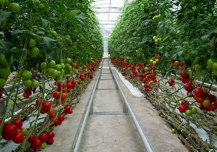 Greenhouse farming will boost Agric production - Expert Greenhouse farming will boost Agric production - Expert
