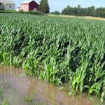Flooding: Averting farmers’ yearly losses