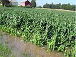 Flood destroys rice farms in Taraba