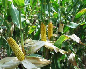 Fear of maize shortage grips Jigawa