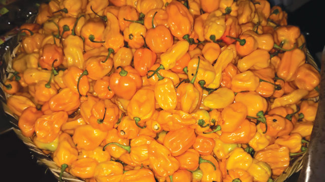 How Nigerians earn foreign currencies selling Nsukka pepper 