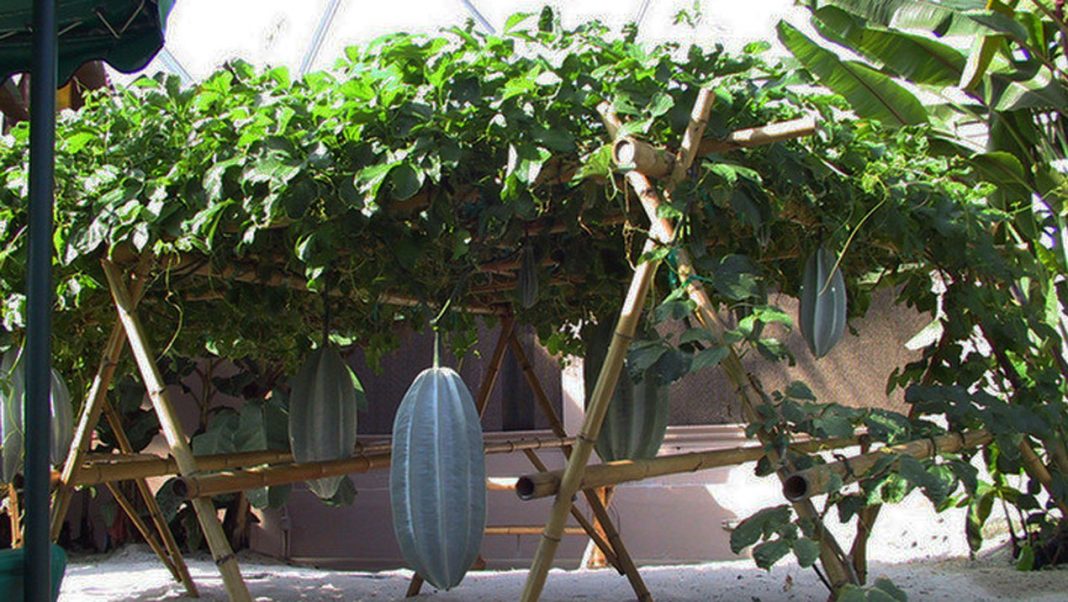 How to  cultivate pumpkin for sustainable income