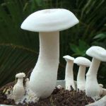 How mushroom farming can change Nigeria’s unemployment status
