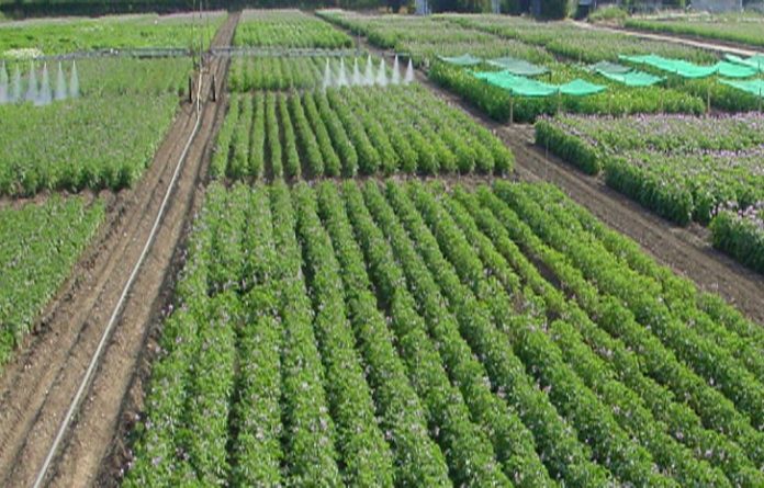 Institute Cautions Farmers Against Using Waste Water For Irrigation