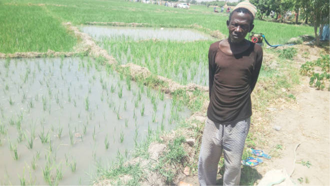 Kebbi deploy helicopters to spray rice farms 