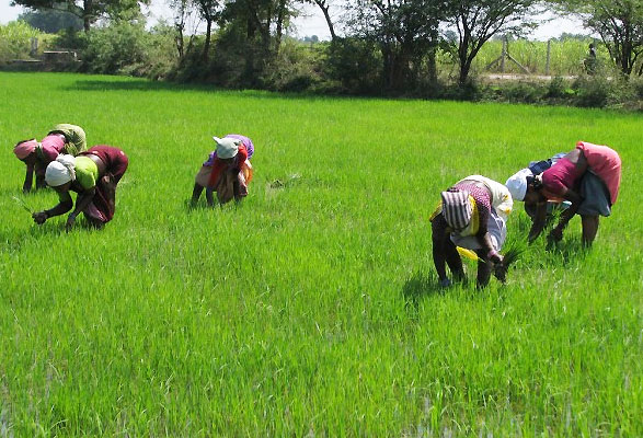 Farmers
