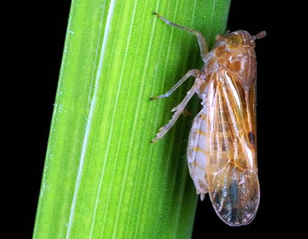 Kenyan research centre releases 15 MLND resistant crops