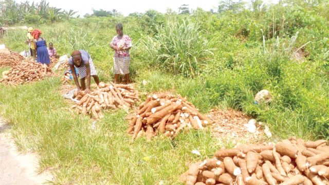 Nigeria’s food security efforts under threat, says FAO 