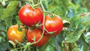Market: What is happening to FUTA Eva FI tomatoes?