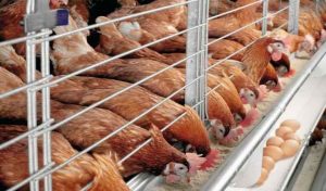 PAN warns states against restriction of poultry foods movement