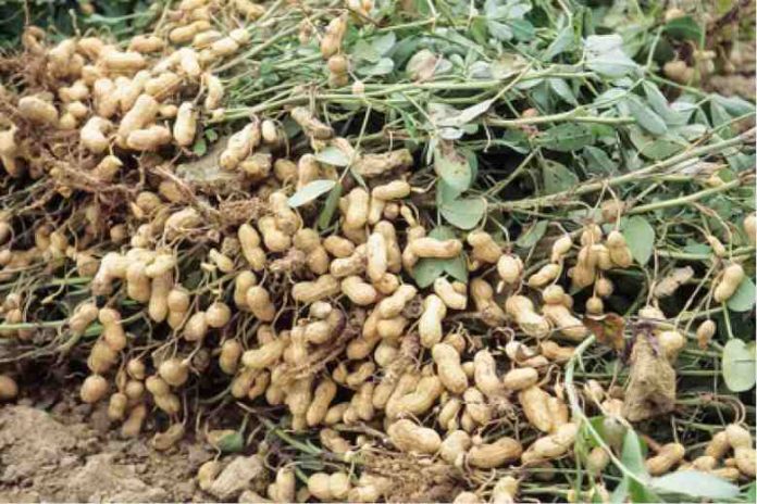 Preventing your groundnuts