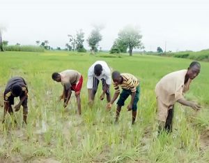 ‘Real farmers find it difficult to access bank loans’
