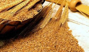 How Nigerians Neglect Local Wheat Production
