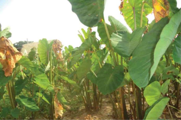 cocoyam farming