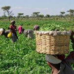 Remove tax duty on farm implements farmer begs govt
