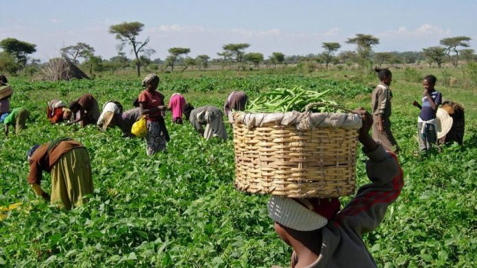Women farmers seek gender action-plan on agriculture