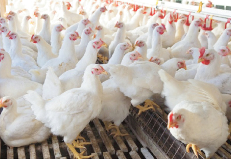 ‘No poultry farmer makes profit in the last 5yrs’ 