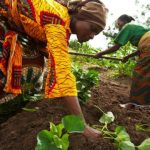 Farmcrowdy commemorates World Food Day