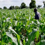 CBN approves N75billion loan for agricultural lending in states, Abuja